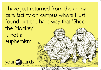 I have just returned from the animal care facility on campus where I just found out the hard way that "Shock the Monkey" 
is not a
euphemism.
