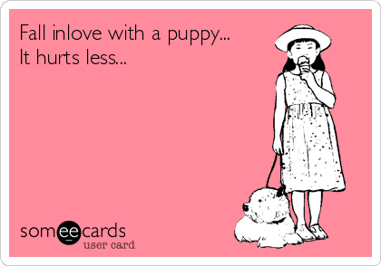 Fall inlove with a puppy...
It hurts less...  