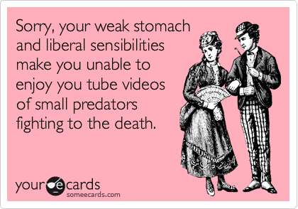 Sorry, your weak stomach
and liberal sensibilities 
make you unable to 
enjoy you tube videos 
of small predators 
fighting to the death.