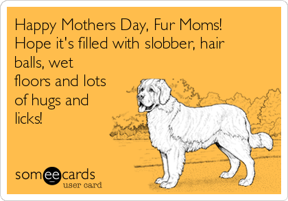 Happy Mothers Day, Fur Moms!
Hope it's filled with slobber, hair
balls, wet
floors and lots
of hugs and
licks!