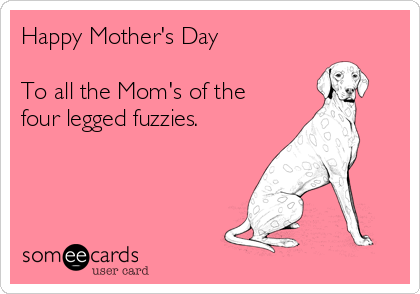 Happy Mother's Day

To all the Mom's of the
four legged fuzzies.