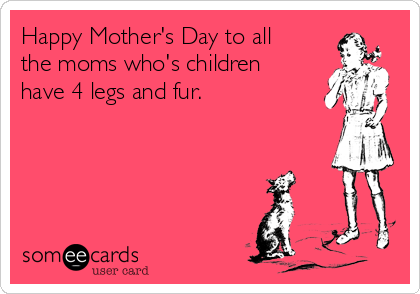 Happy Mother's Day to all
the moms who's children
have 4 legs and fur.