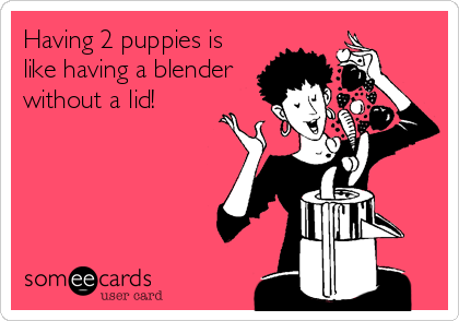 Having 2 puppies is 
like having a blender
without a lid!
