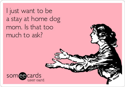 I just want to be 
a stay at home dog
mom. Is that too 
much to ask? 