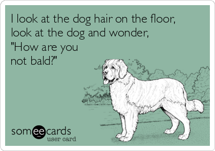 I look at the dog hair on the floor,
look at the dog and wonder,
"How are you
not bald?"