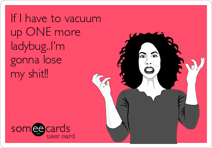 If I have to vacuum
up ONE more
ladybug..I'm
gonna lose
my shit!!