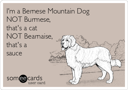 I'm a Bernese Mountain Dog
NOT Burmese,
that's a cat
NOT Bearnaise,
that's a
sauce