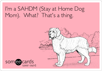 I'm a SAHDM (Stay at Home Dog
Mom).  What?  That's a thing. 
