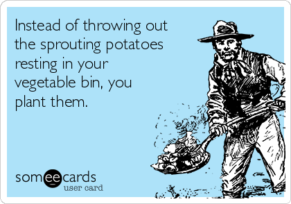 Instead of throwing out
the sprouting potatoes
resting in your
vegetable bin, you
plant them.