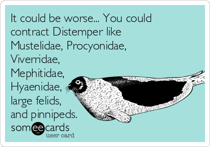 It could be worse... You could
contract Distemper like
Mustelidae, Procyonidae,
Viverridae,
Mephitidae,
Hyaenidae,
large felids,
and pinnipeds.