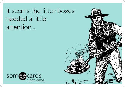 It seems the litter boxes
needed a little
attention...