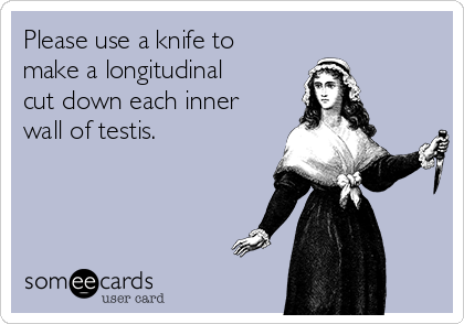 Please use a knife to
make a longitudinal
cut down each inner
wall of testis.