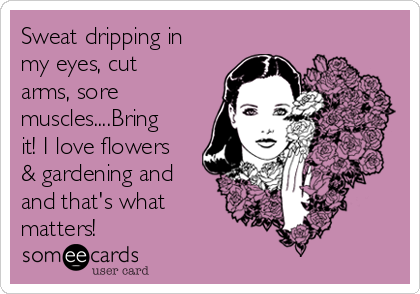 Sweat dripping in
my eyes, cut
arms, sore
muscles....Bring
it! I love flowers
& gardening and
and that's what
matters!