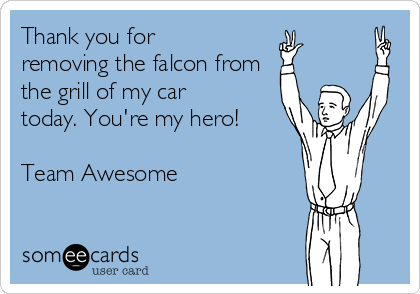 Thank you for
removing the falcon from
the grill of my car
today. You're my hero!

Team Awesome