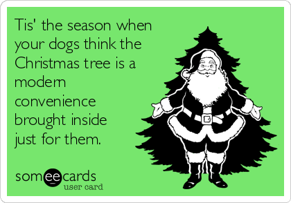 Tis' the season when
your dogs think the 
Christmas tree is a
modern
convenience
brought inside
just for them.