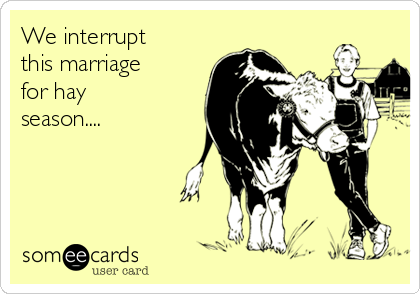 We interrupt
this marriage
for hay
season....