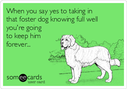 When you say yes to taking in
that foster dog knowing full well
you're going
to keep him
forever...
