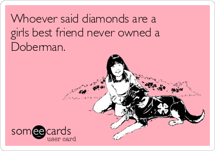 Whoever said diamonds are a
girls best friend never owned a
Doberman.