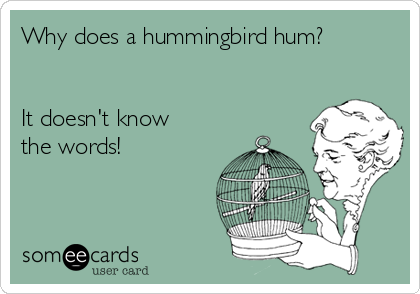 Why does a hummingbird hum?


It doesn't know
the words!