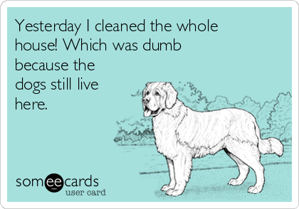 Yesterday I cleaned the whole
house! Which was dumb
because the
dogs still live
here. 